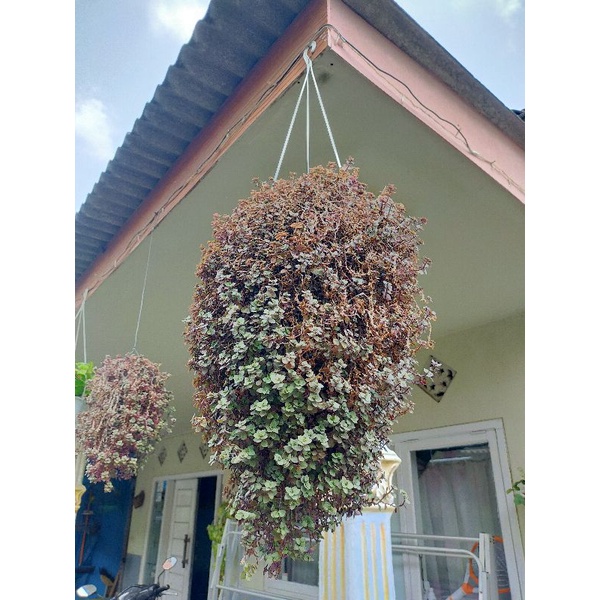 Bunga Gantung Kribo / Bunga Hidup Kribo / Kribo