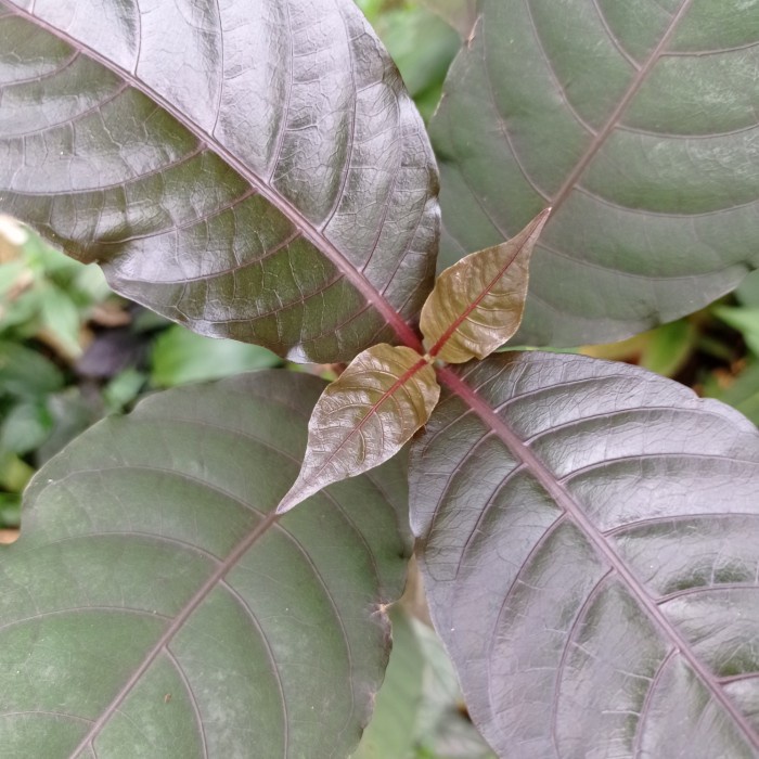Daun hanelem