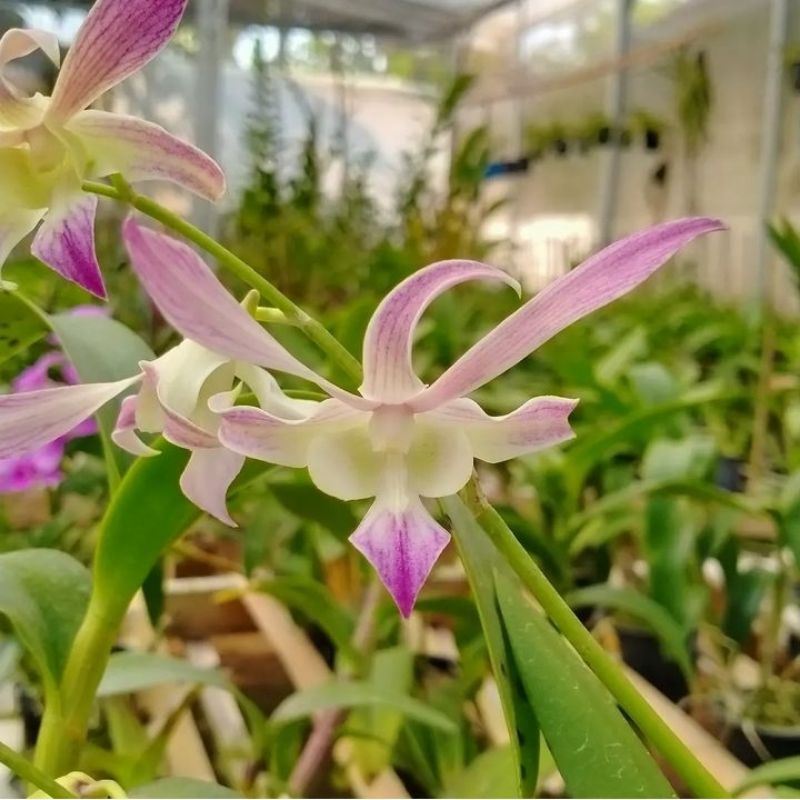 Dendrobium Jon All in