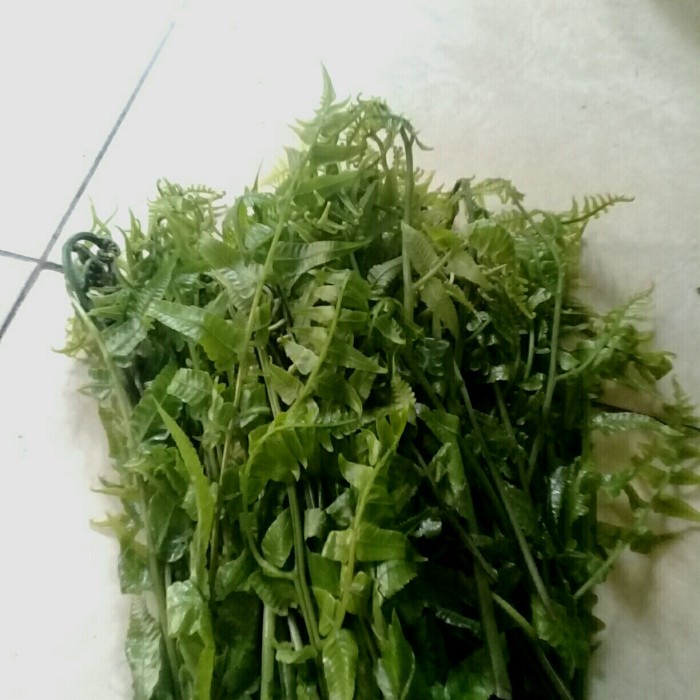 pakis sayur segar 200gram