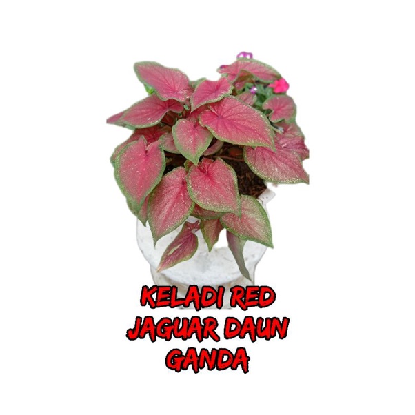 RED JAGUR DAUN GANDA