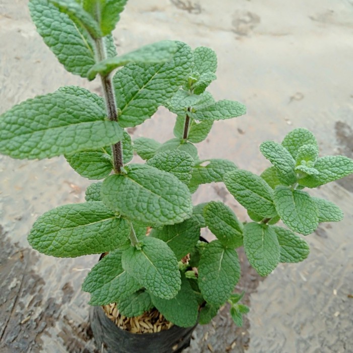 tanaman apple mint EE33