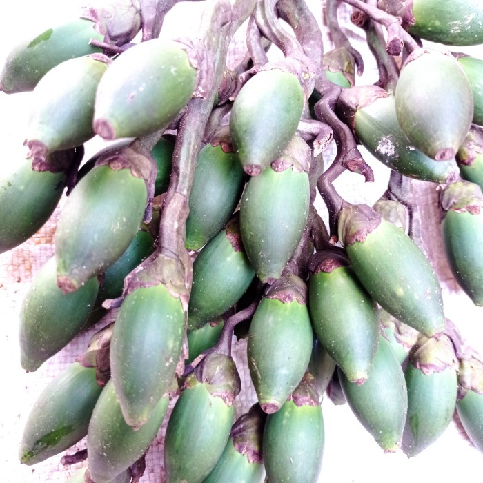 buah pinang muda