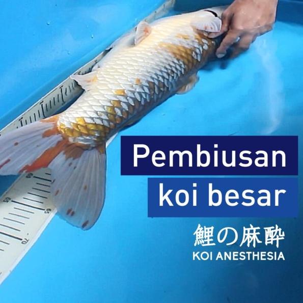 Koi Anesthesia 100 ml