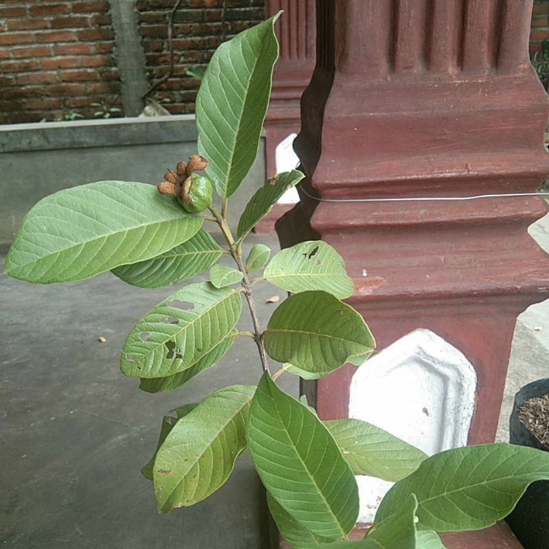 Bibit jambu kristal berbuah