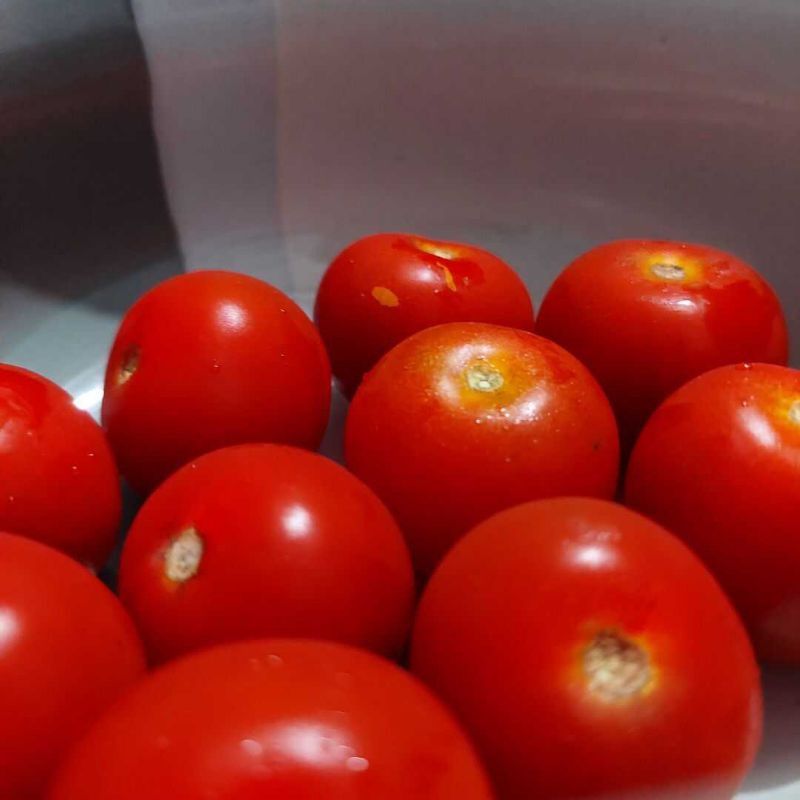 Tomat merah segar
