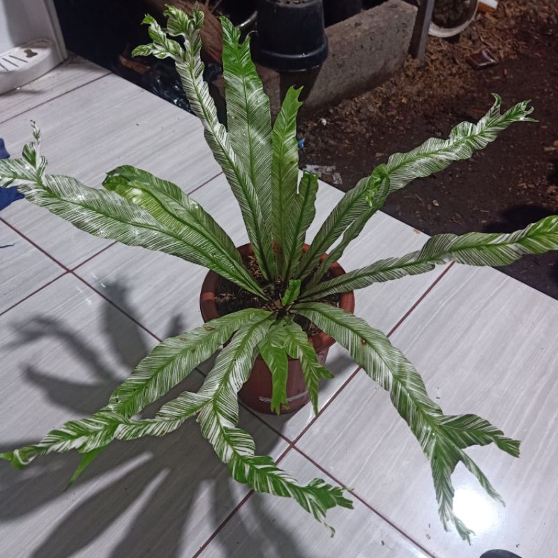 asplenium birdnes varigata