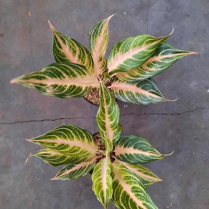 aglonema pink sunset