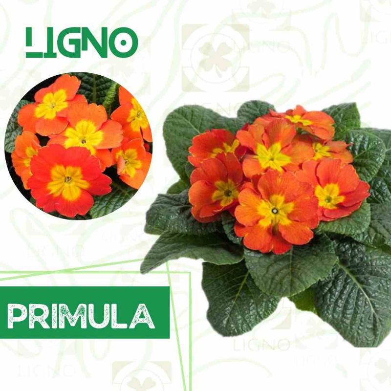 Benih PRIMULA ORANGE (isi-4) Biji Bunga