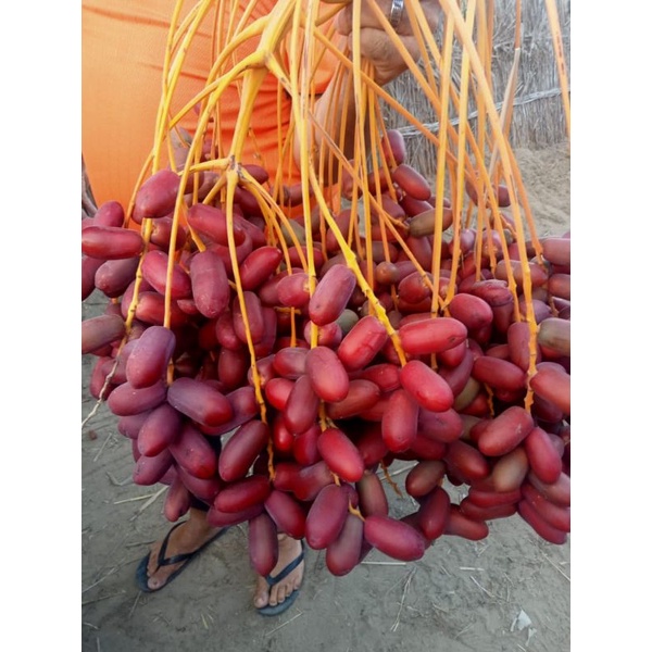 kurma muda