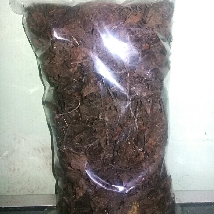 daun pecut kuda kering