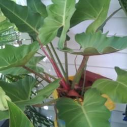 tanaman hias philodendron weeks red