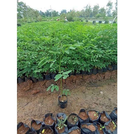 PAKET 50 BIBIT INDIGOFERA