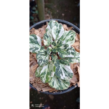 vioces variegated