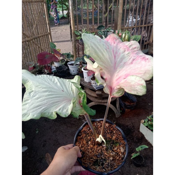 tanamanhidup daun ganda
