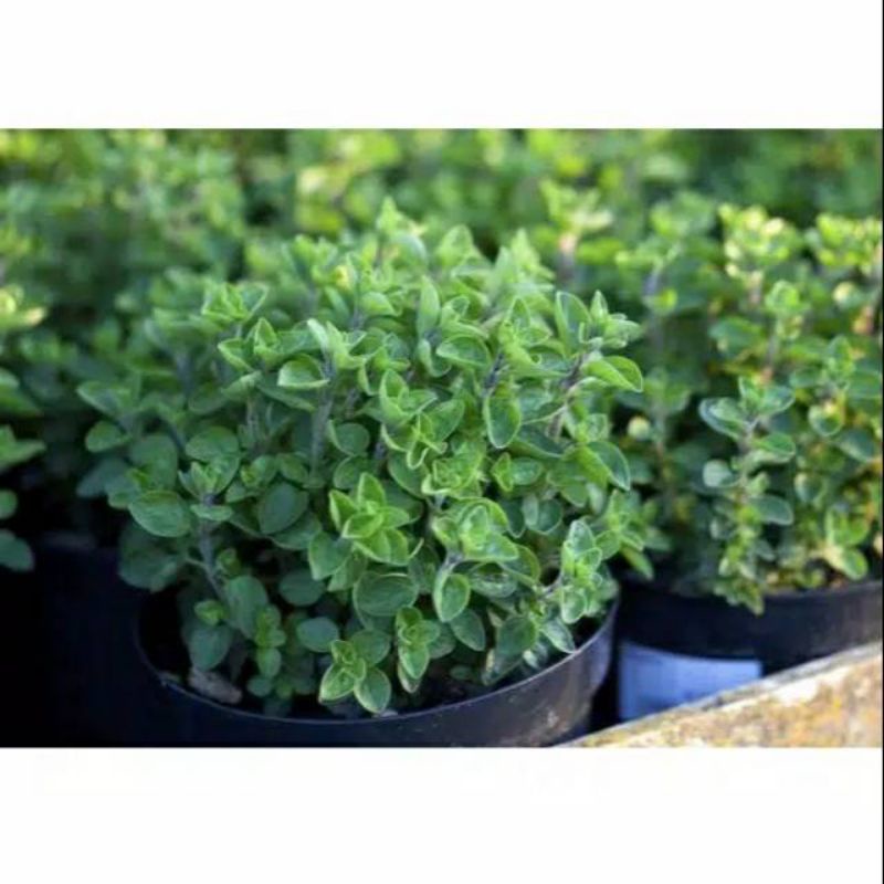 5 Benih Biji Bibit Oregano