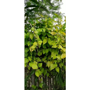 Daun sirih