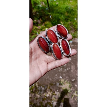 pandan merah 5 pcs