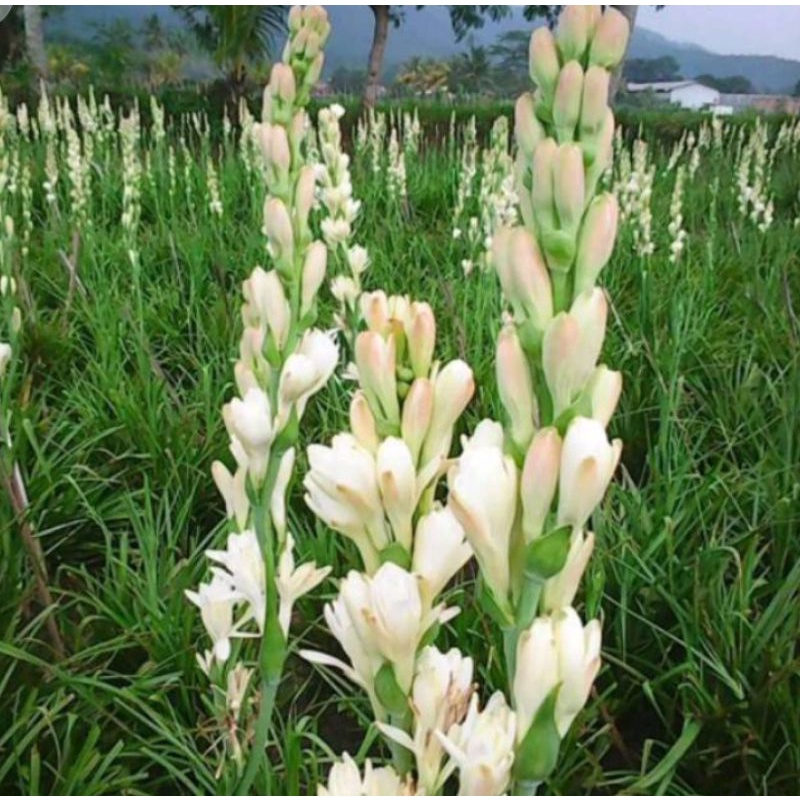 bibit bunga sedap malam berbuanga