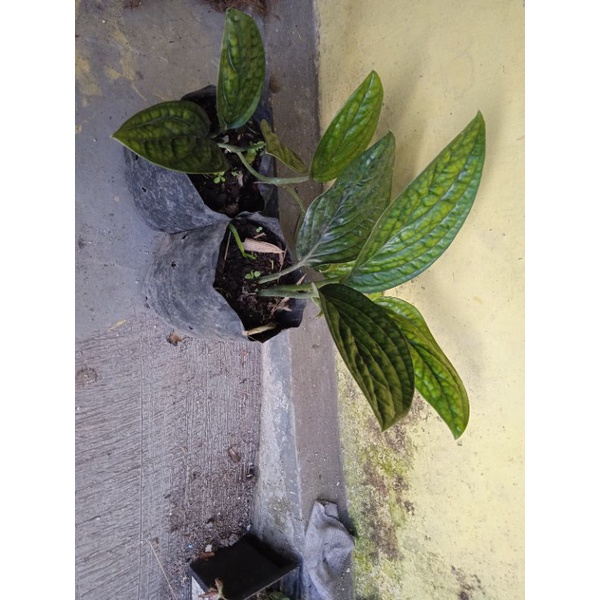 BISA(COD) SIRIH BADAK