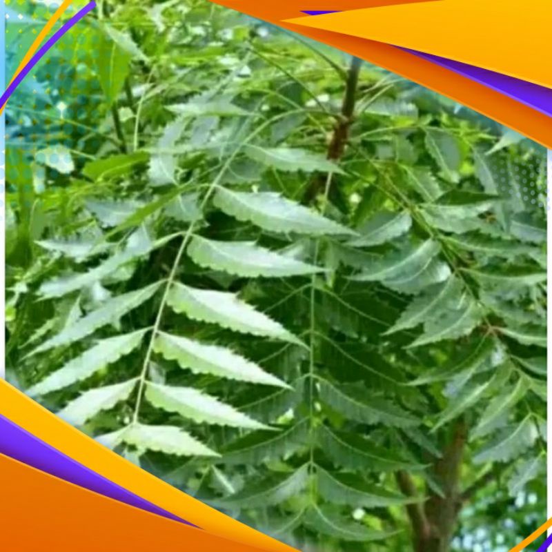 daun mindi mimba 1kg