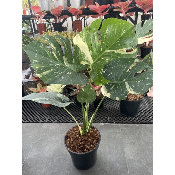 monthai jumbo