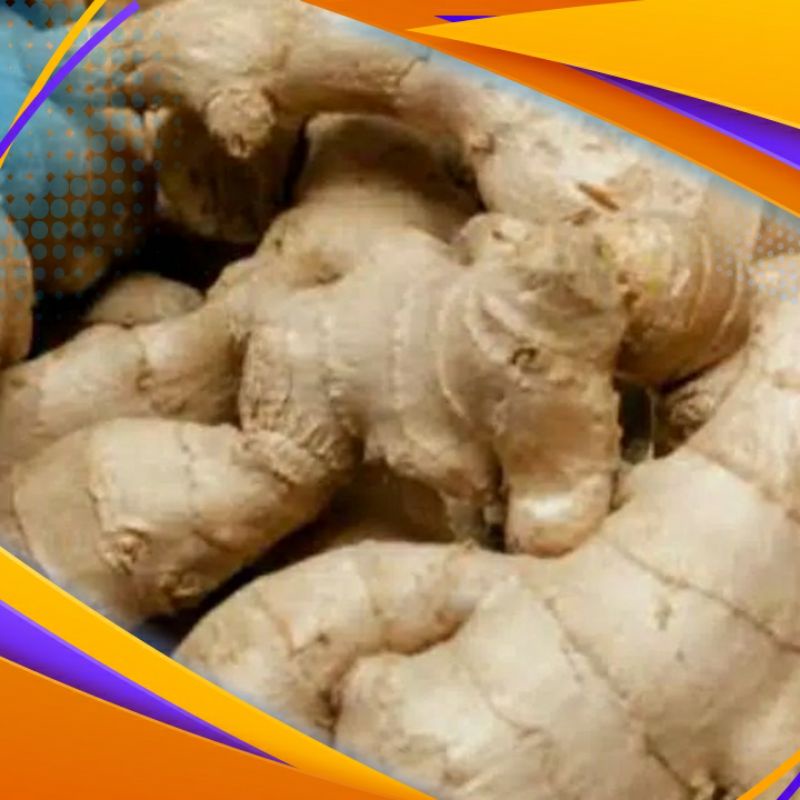 kunyit putih 1kg