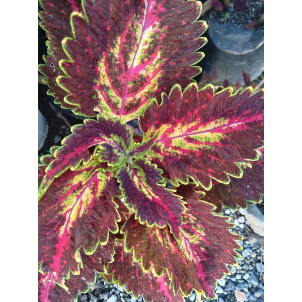 Miana premium from seeds