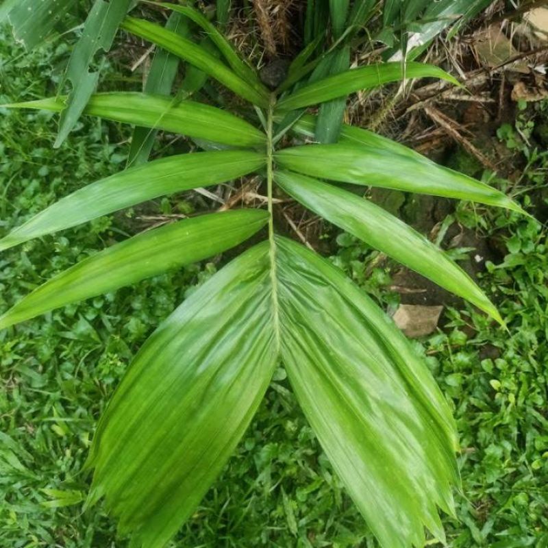 daun salak 100 gram