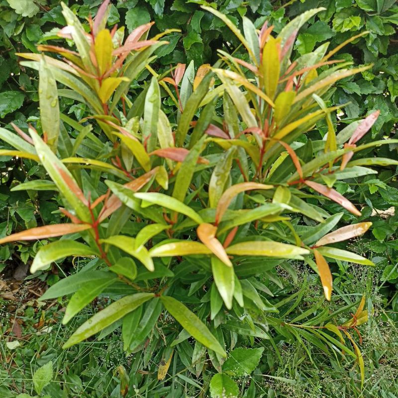 pucuk merah