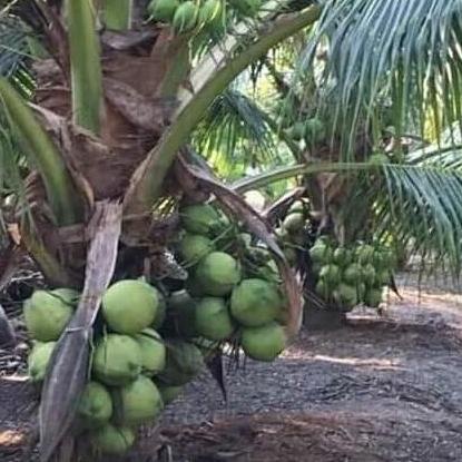 bibit kelapa pandan wangi