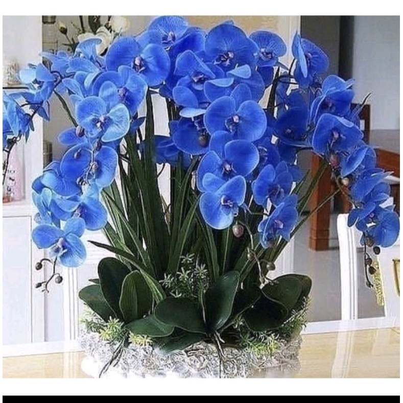 Terlaris!! Angrek Tanah Bunga Biru