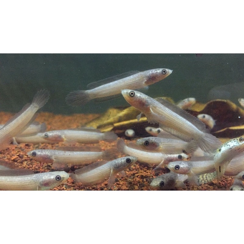 channa limbata leucistic  7-8 cm