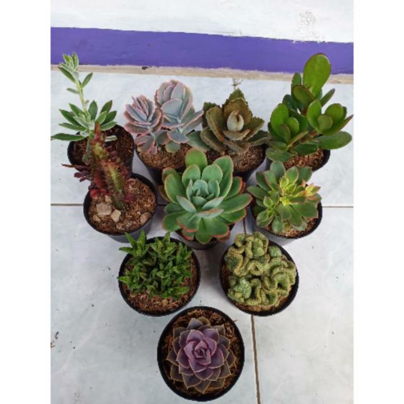 Paket Sekulen Medium 10 Pcs