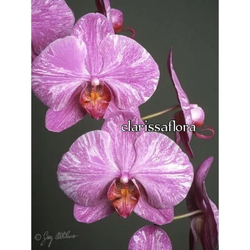 Seedling anggrek dendrobium purple pattern