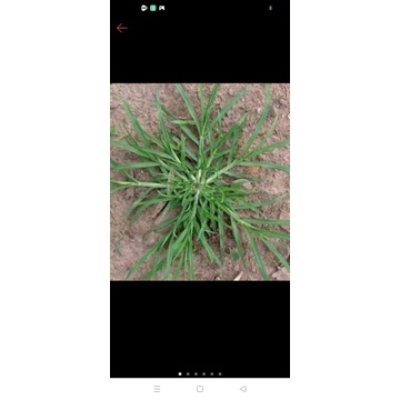 rumput herbal