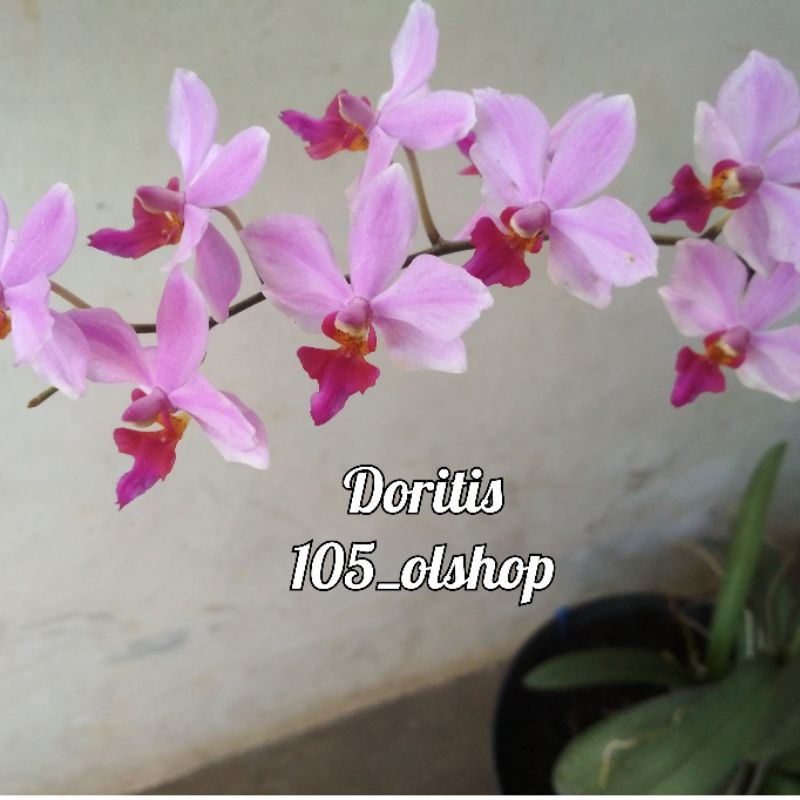 Anggrek Doritis