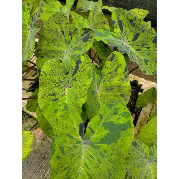 colocasia mojito