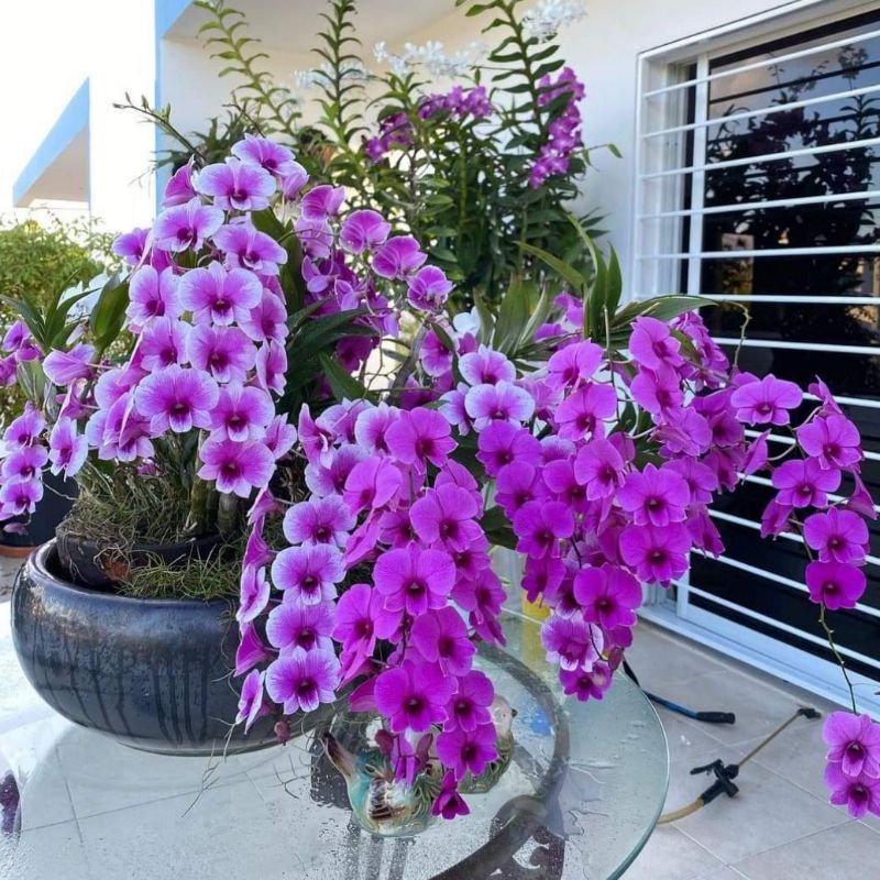 PROMO!!!Anggrek Dendrobium dewasa siap bunga