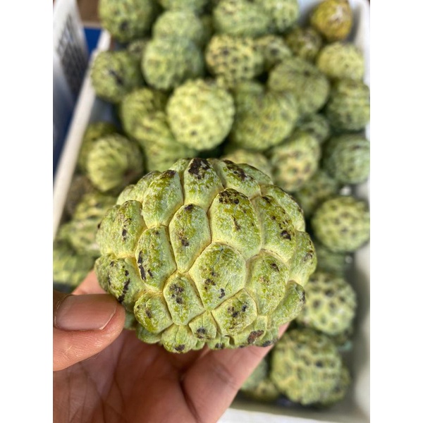 buah srikaya