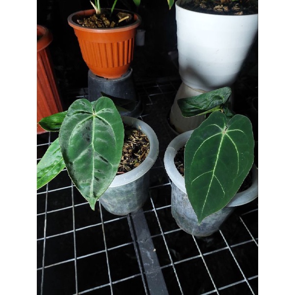 Anthurium Papi Aos Medium