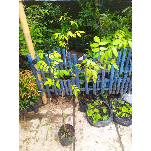 BIBIT BLIMBING JUMBO SIAP TANAM