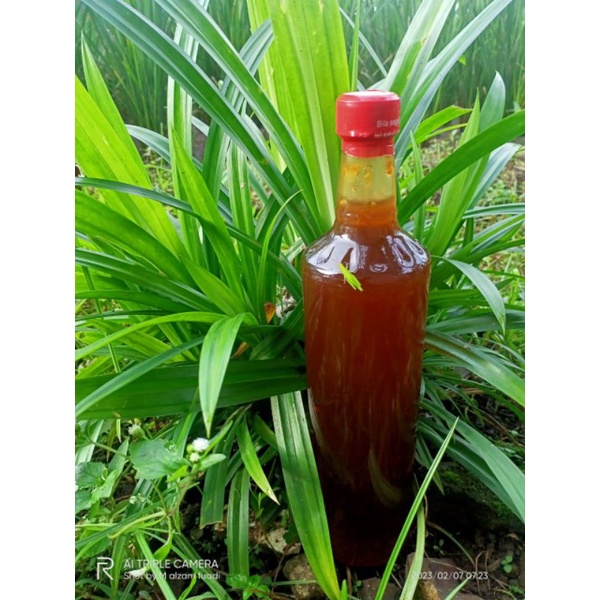 Madu Odeng/Tawon Liar