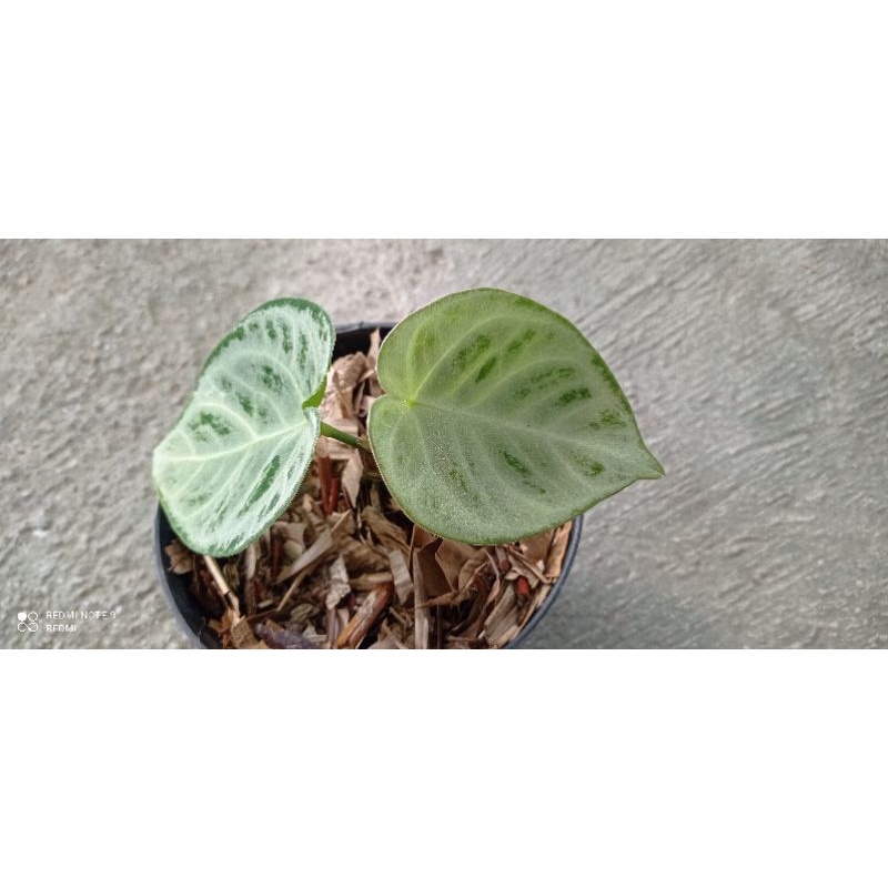 anthurium silver blush