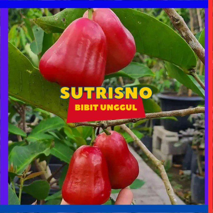 bibit jambu air citra