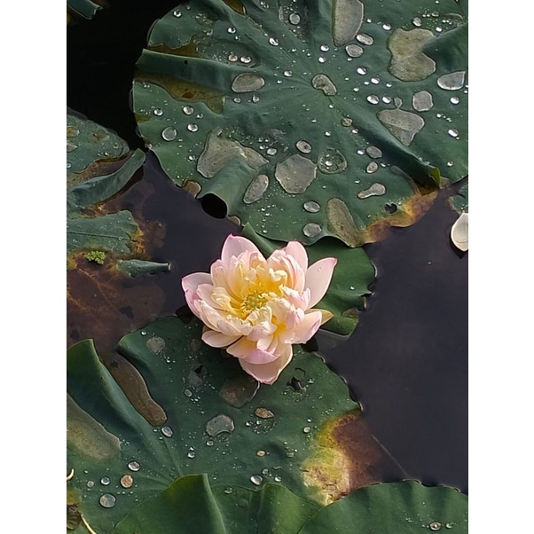 bibit lotus / tuber lotus