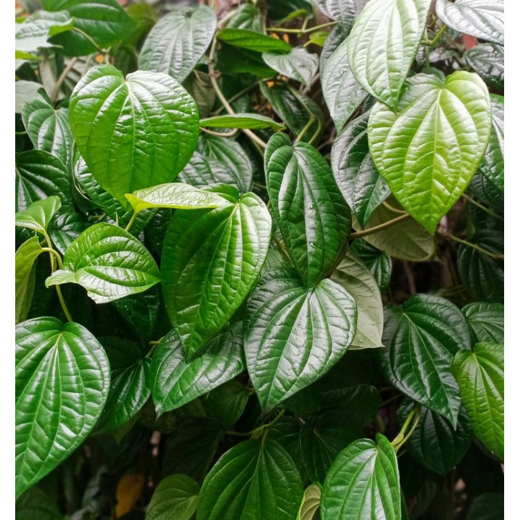 daun sirih segar