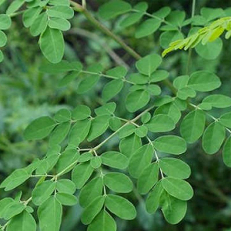 Daun Kelor Segar 50 gram