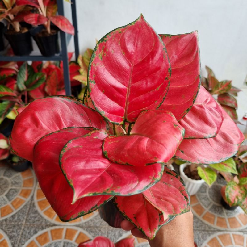 Aglonema Red Anjamani super jumbo daun bulat