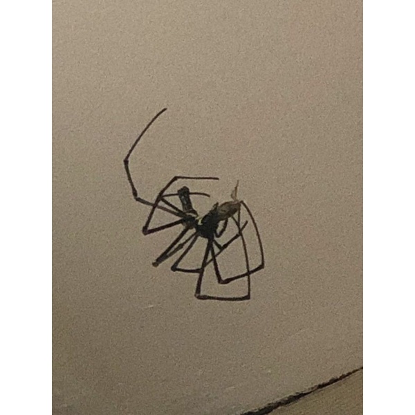 nephila